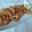 Gambas fritas - Imagen 1