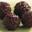 Trufas (5 uds) - Imagen 1